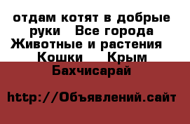 отдам котят в добрые руки - Все города Животные и растения » Кошки   . Крым,Бахчисарай